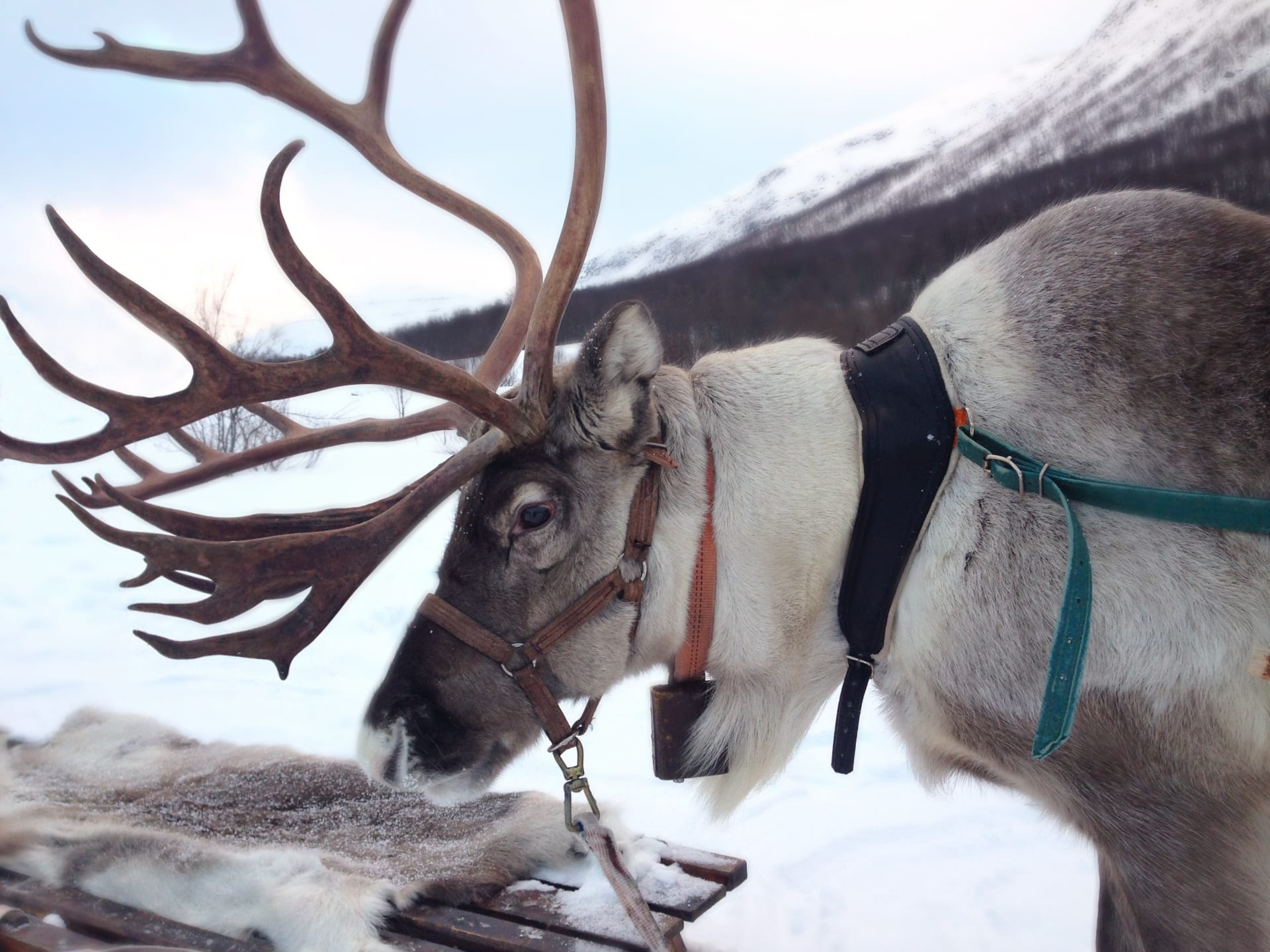 reindeer ready