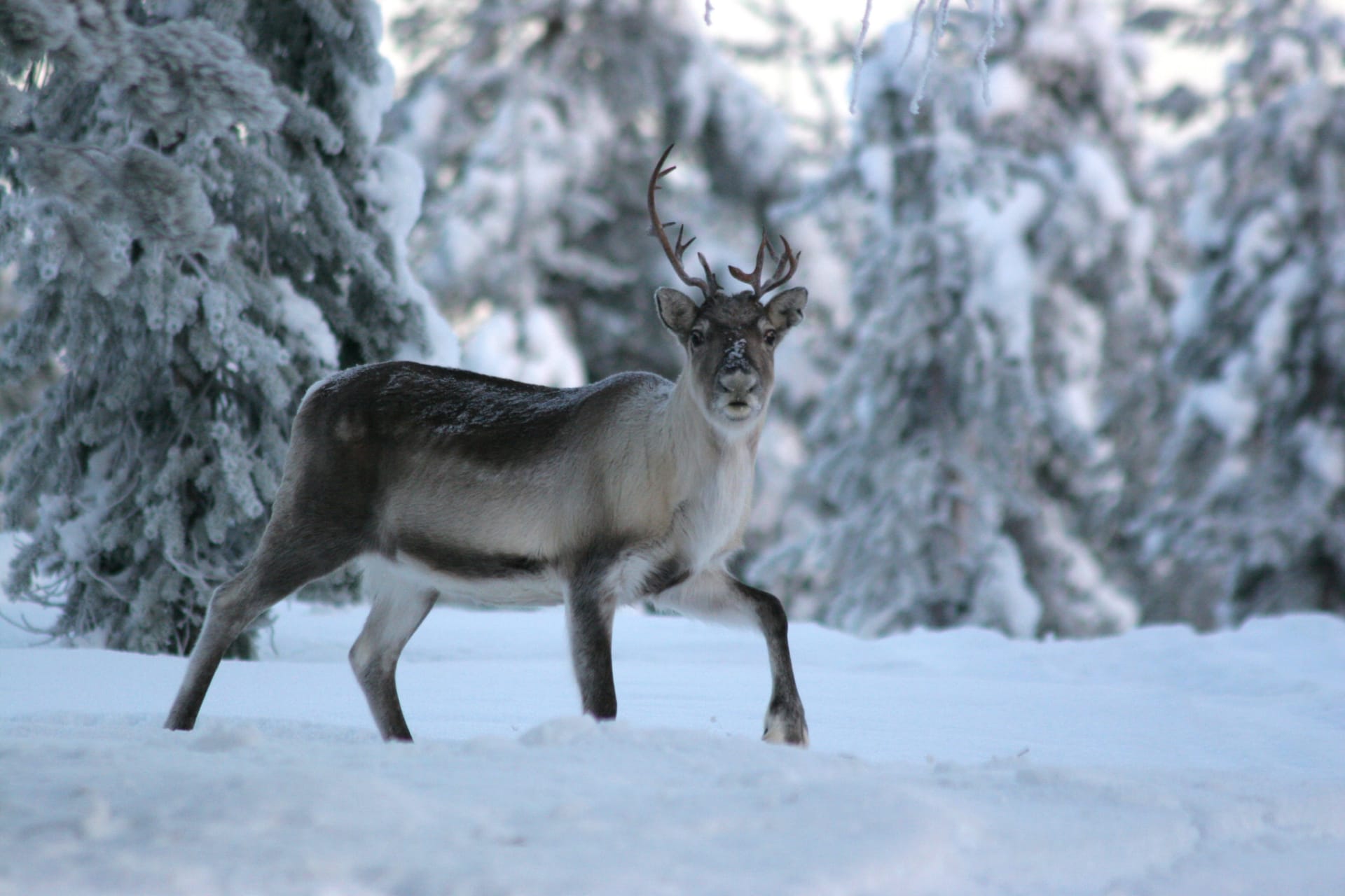 wilderness reindeer