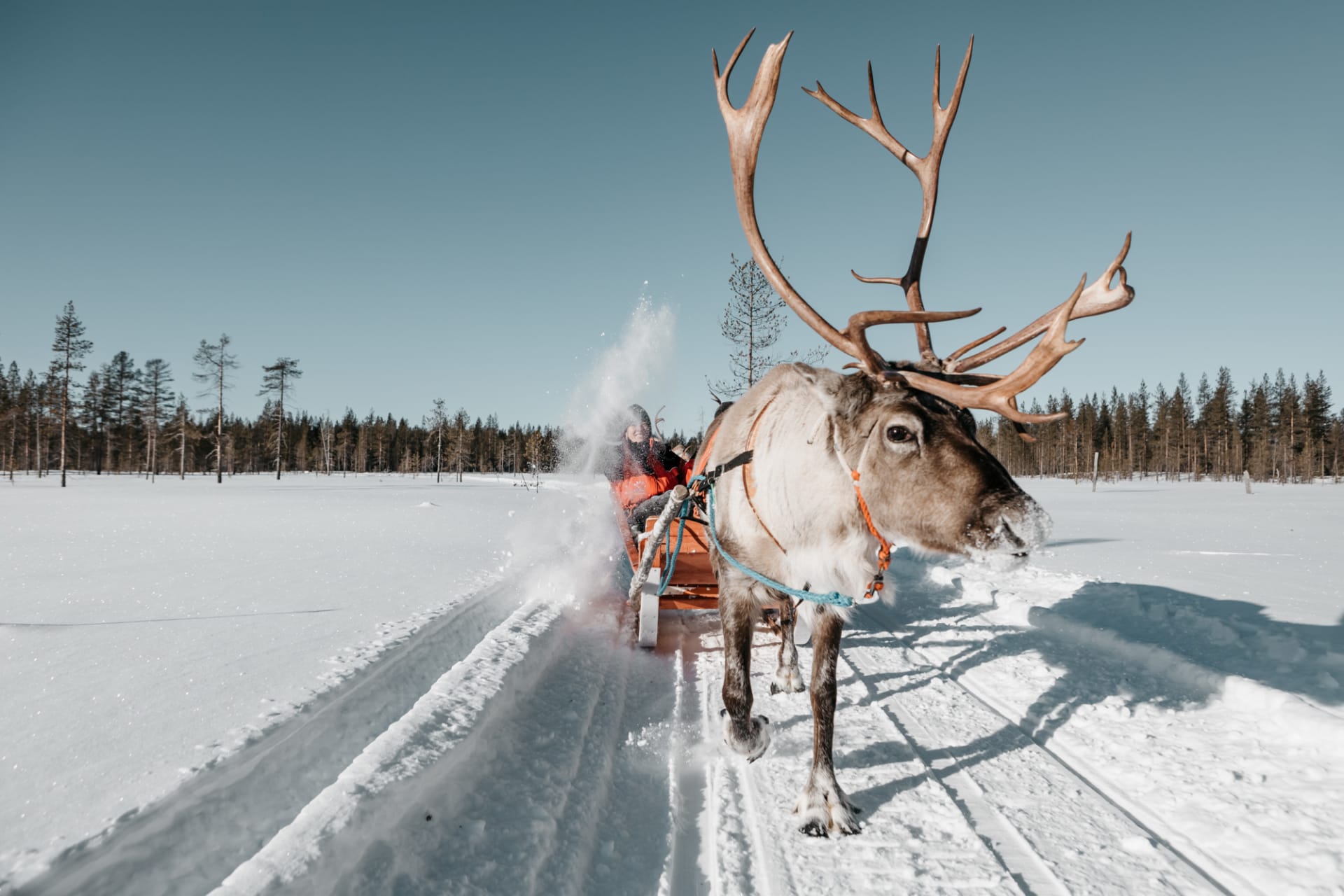 reindeer safari