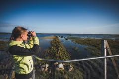 It is about 500 m walk from Liminka Bay Visitor Centre to the Virkkula birdwatching tower, from where there are good views over the Bay area.