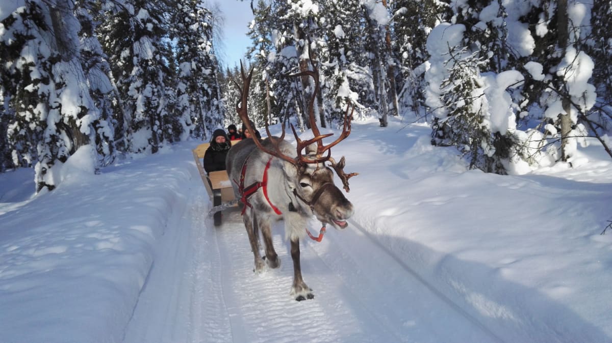 Reindeer Ride to Ice Fishing and Snowshoeing