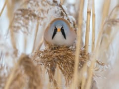 The bearded reedling is a reed warbler and can be seen in Liminka Bay.