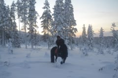 Revontuliratsastusvaellus Islanninhevosilla