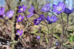During spring you can spot Hepatica flowers in nearby forest.