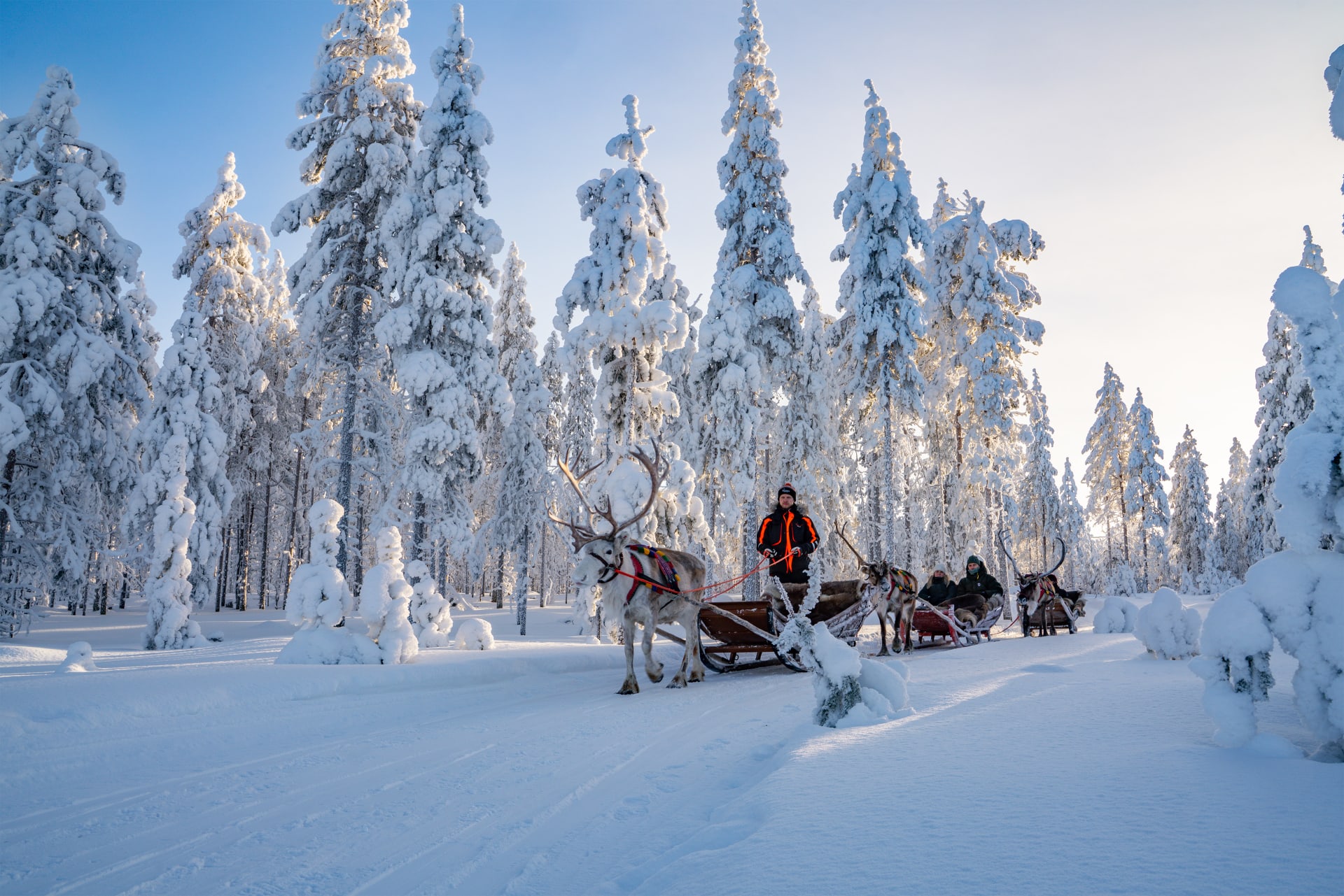 Snowy Forest Reindeer Ride in Rovaniemi | Visit Finland