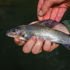 Ahdin kesäantimia pyytämässä