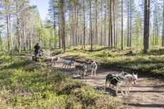 Husky kennel-vierailut ja kärryajelut Ranualla