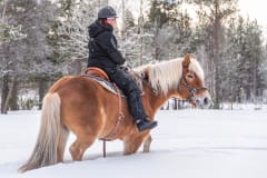 Peaceful horseback ride on snow-covered path surrounded by tall pine trees