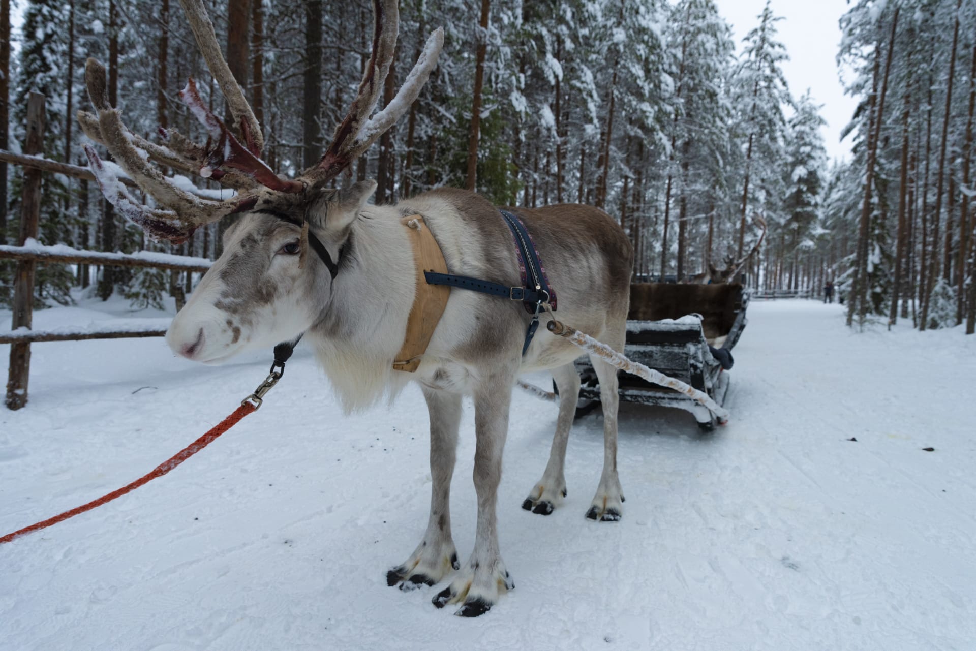 Reindeer safari