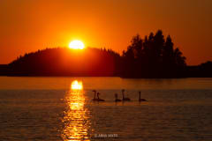 Joutsenia uimassa auringonlaskussa. Swans swimming in the sunset.