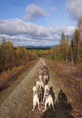 Syksyinen Koira-ajelu