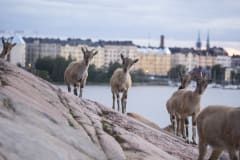 Aidolla siipirataslaivalla Kauppatorilta Korkeasaareen – eläinten saarelle