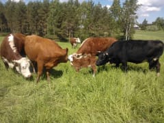 Happy cows in the summer pasture - © Helena Karjainen