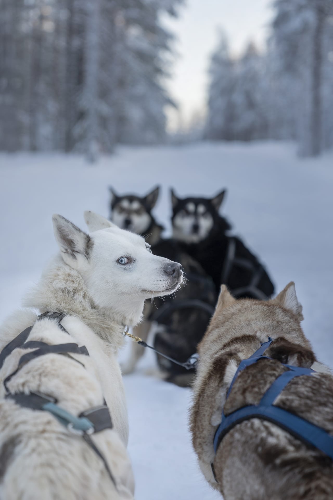 Husky