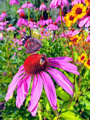 Hyönteismagneetteja