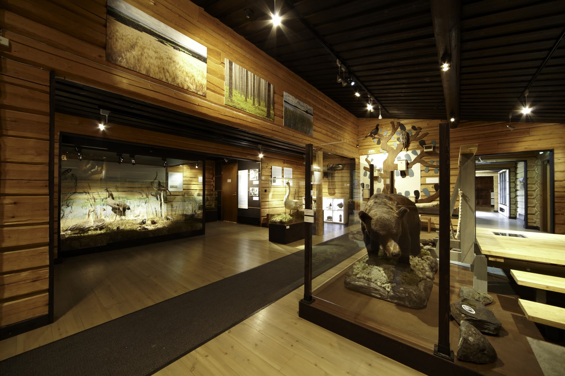 The Mesikkä Animal Museum