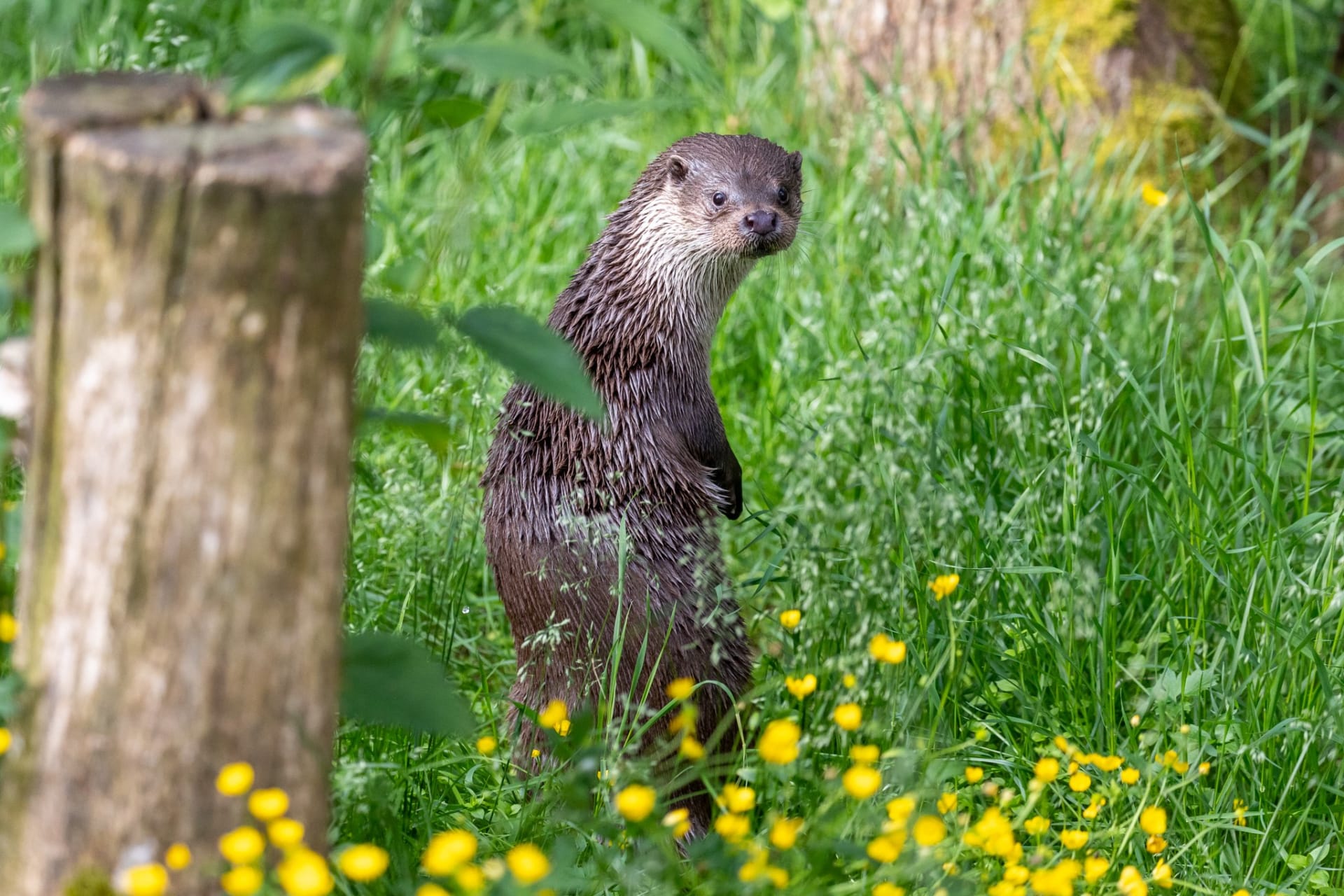 An Otter standing next to flower bed