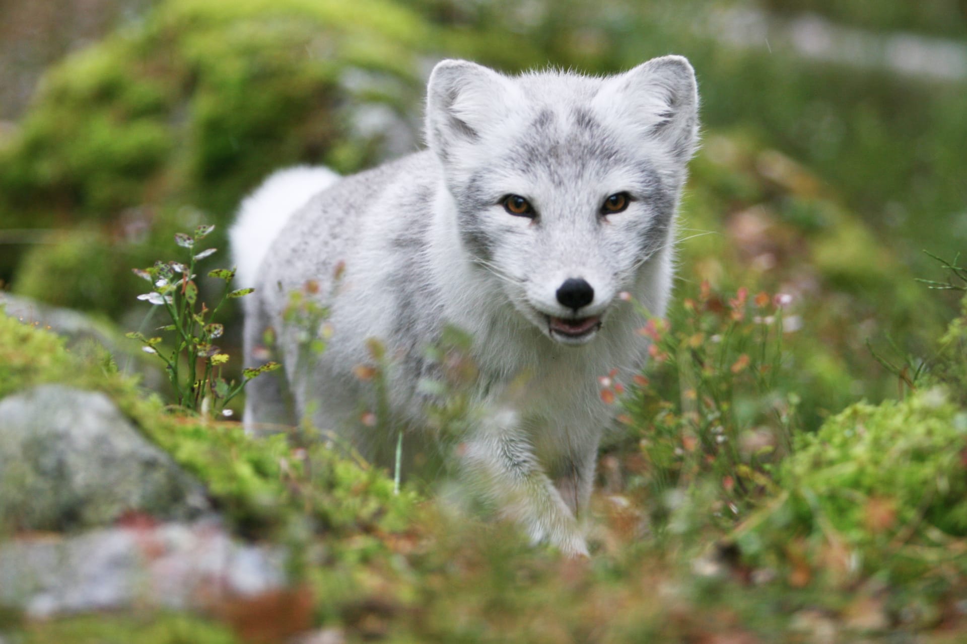 an Arctic Fox running towards the visitor