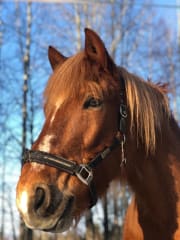 Hevospalvelut Syötteellä