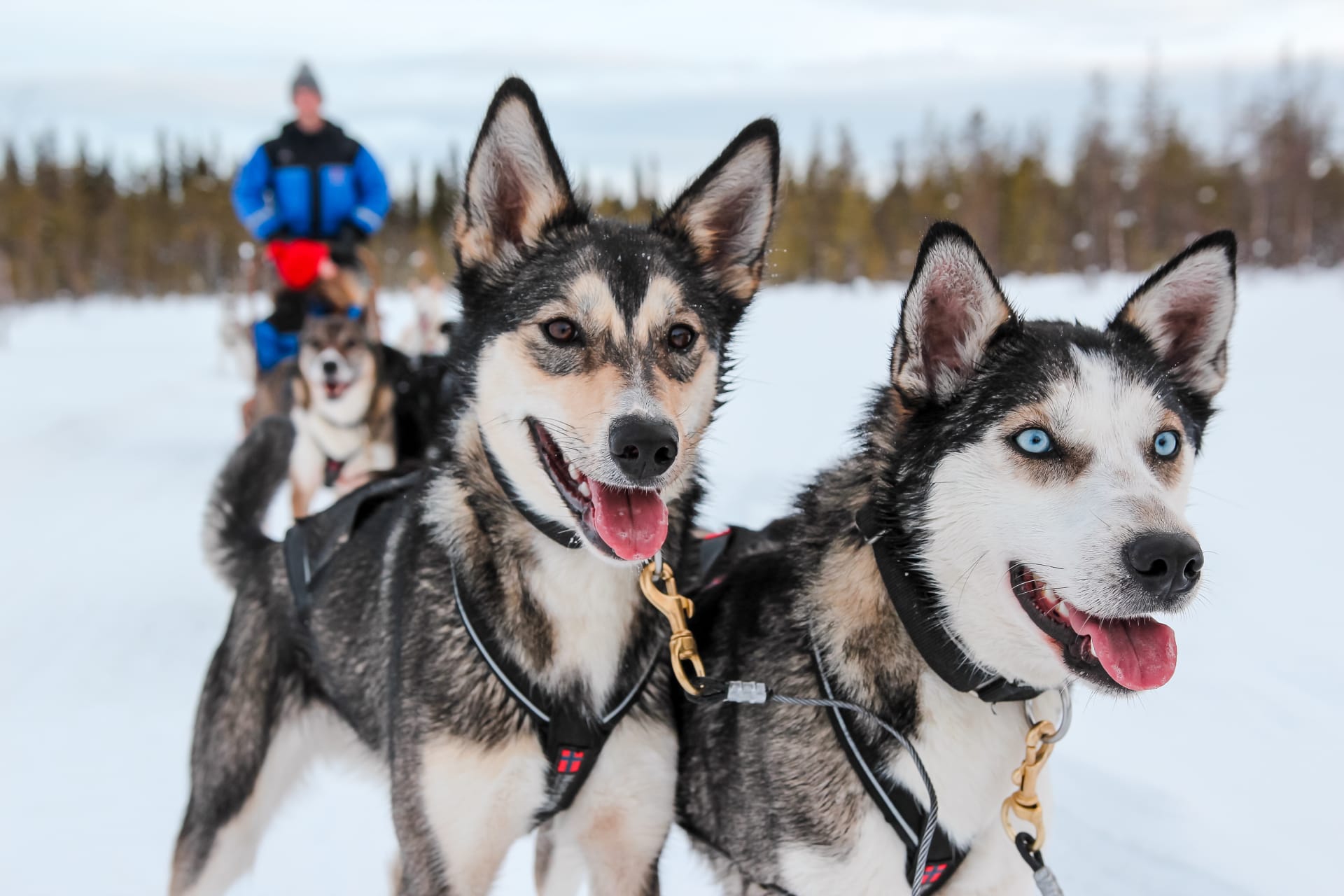 Husky