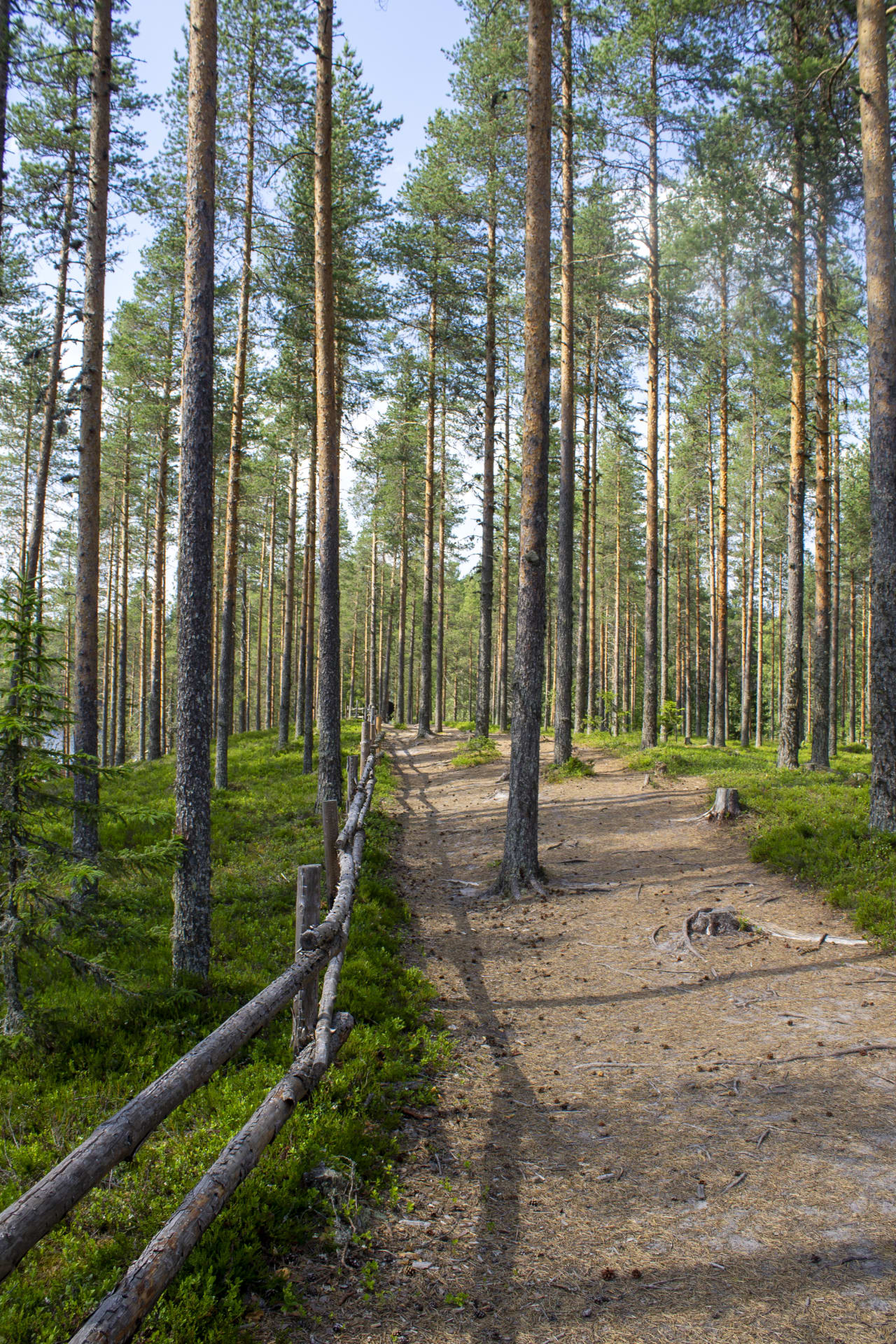 Adventures in the deep shadows of the forest at Metsäkartano