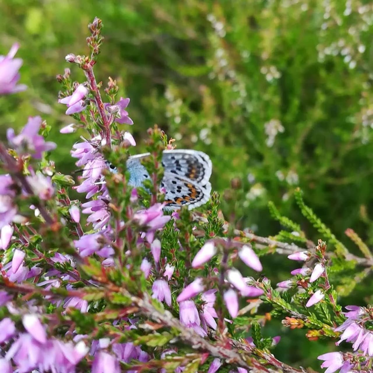 butterfly in heather