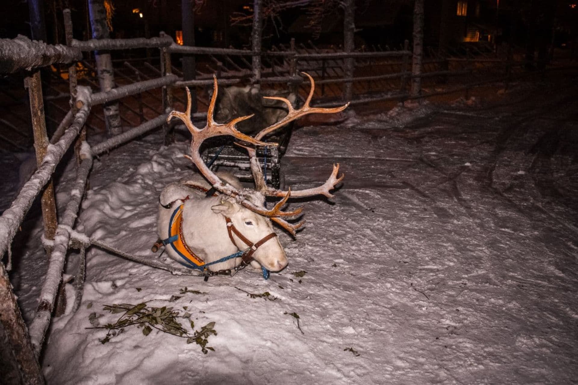 NORTHERN LIGHTS SAFARI BY REINDEER SLEIGH
