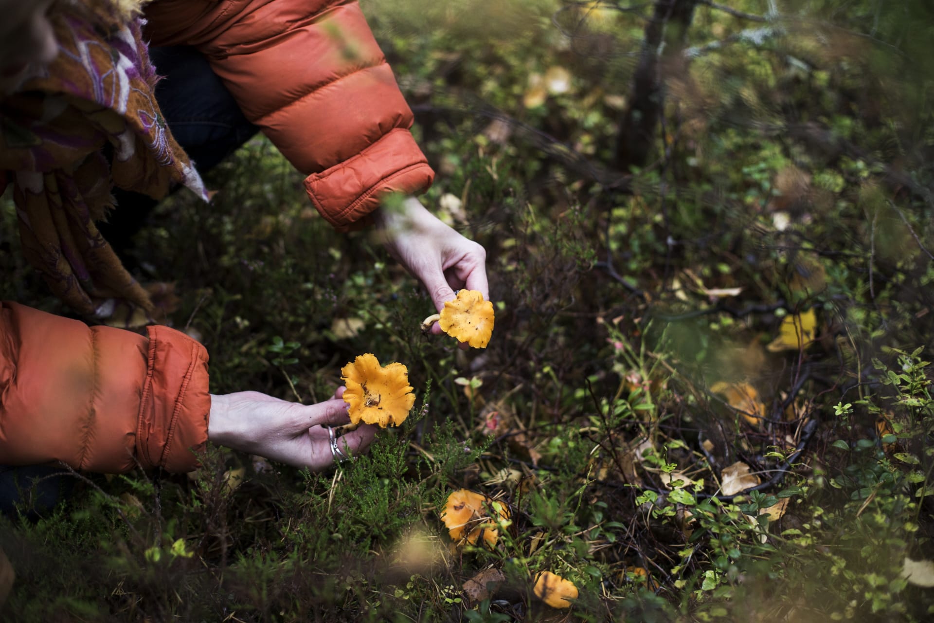 Mushroom Picking Hotel Punkharju Saimaa