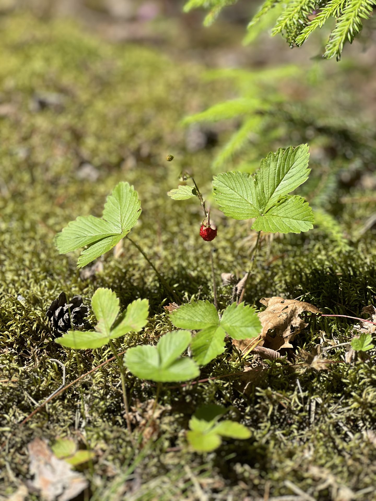 Berry 