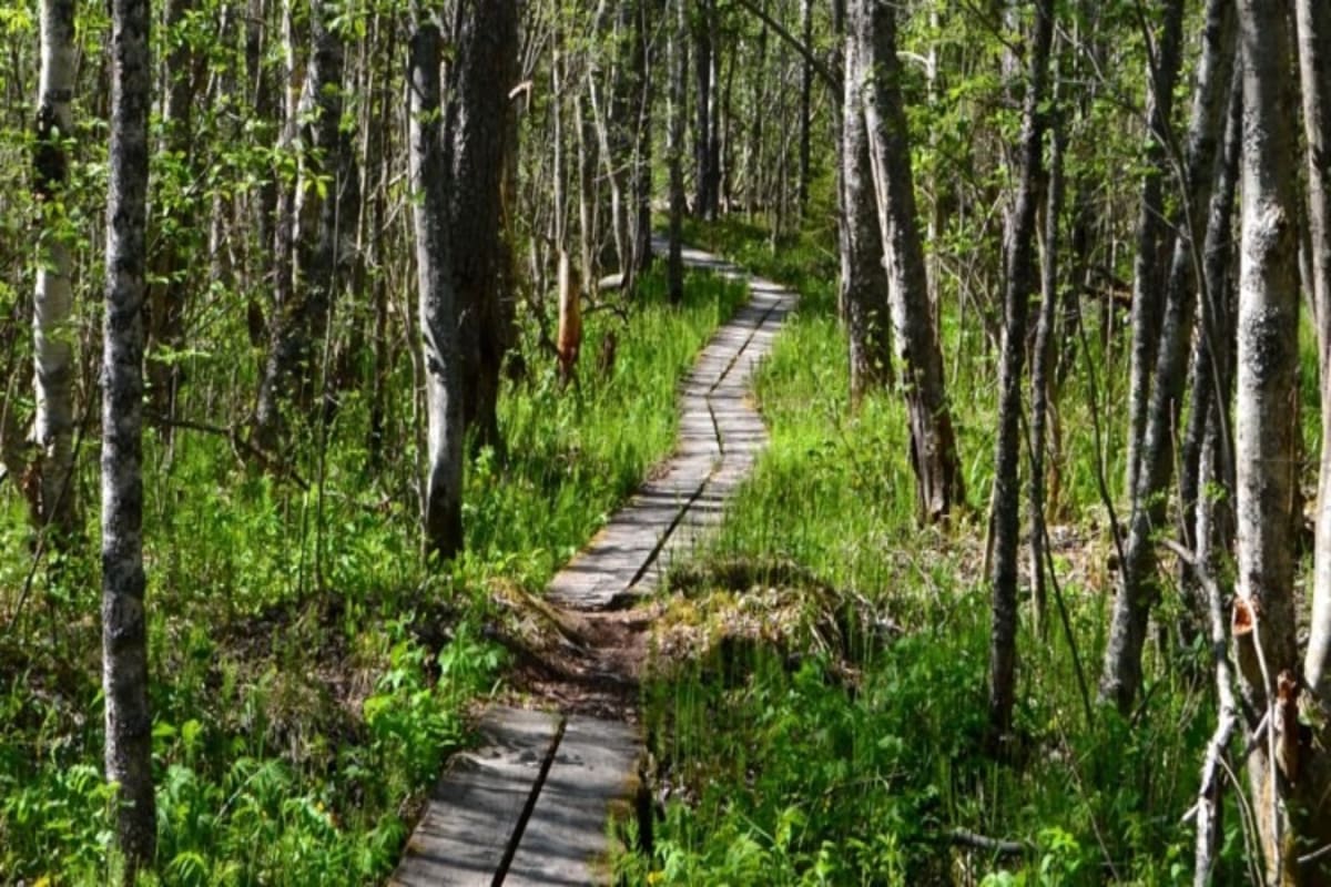 Hiitolanjoki Scenic Trail