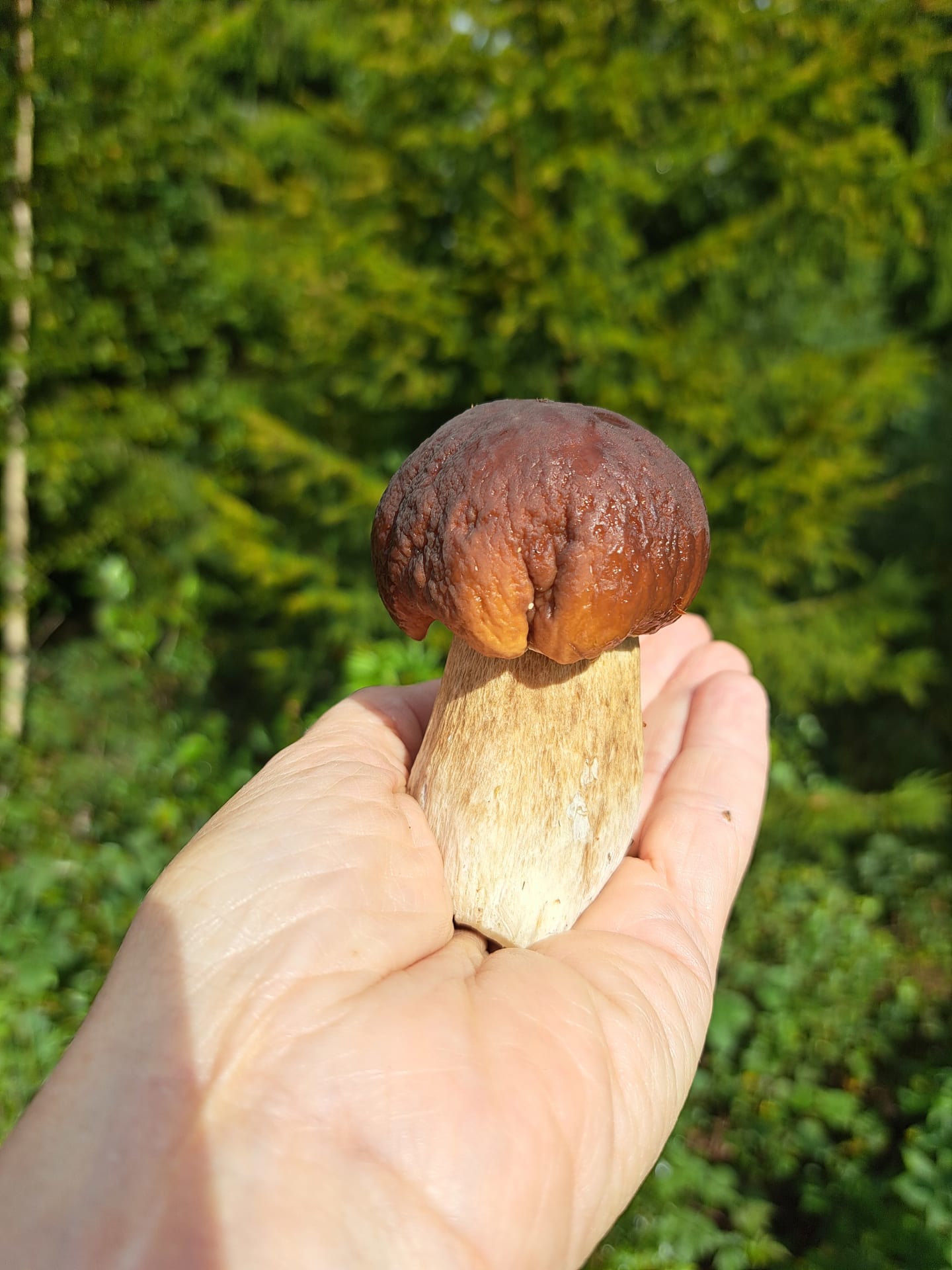 Täydellinen herkkutatti kämmenellä