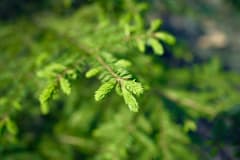 Tuoreita kuusenkerkkiä