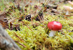 Pieni viinihapero sammalikossa