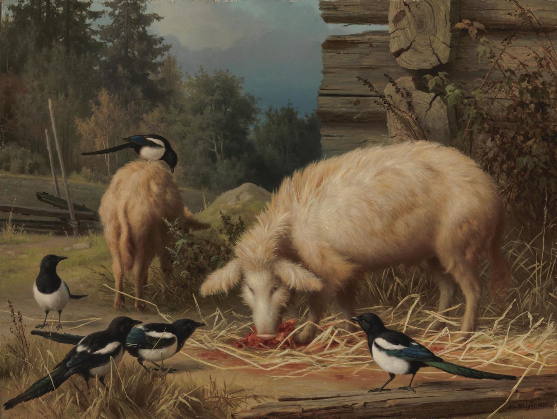Hairy pigs and magpies next to a hay barn.