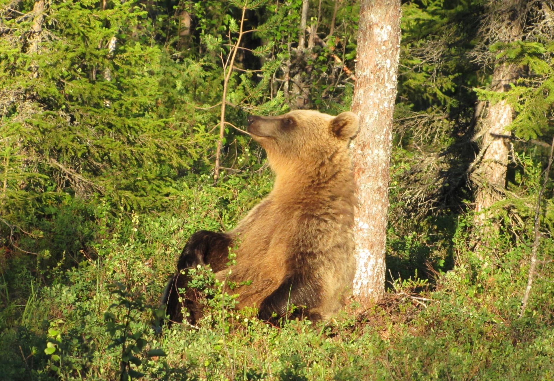 Sun worshipping bear at Martinselkonen