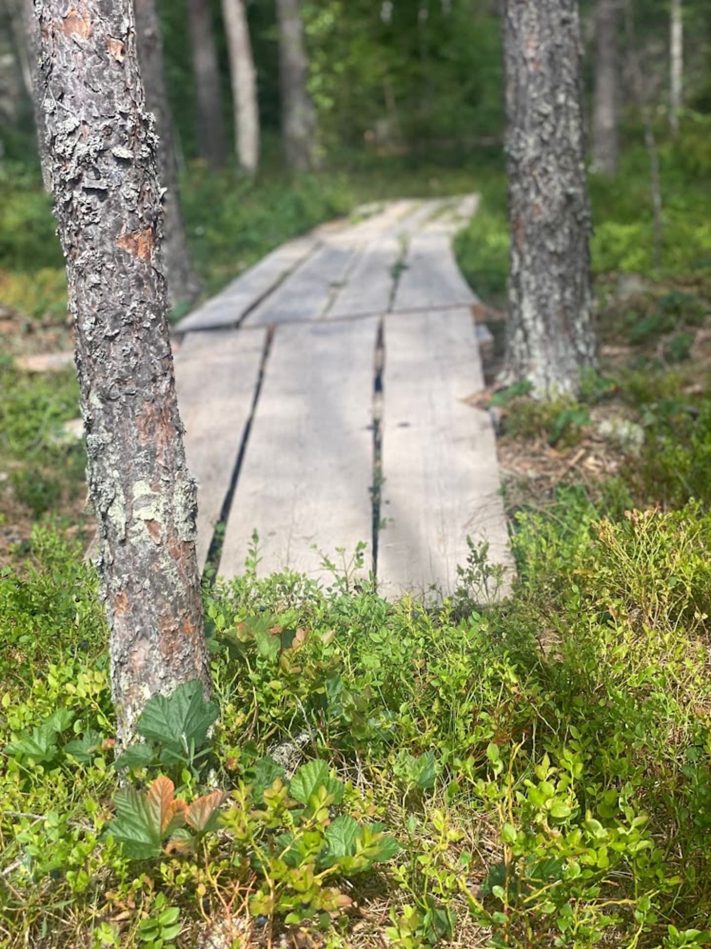 Hawkhill-bog