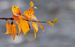 Autumn Colors Tour in Oulu2