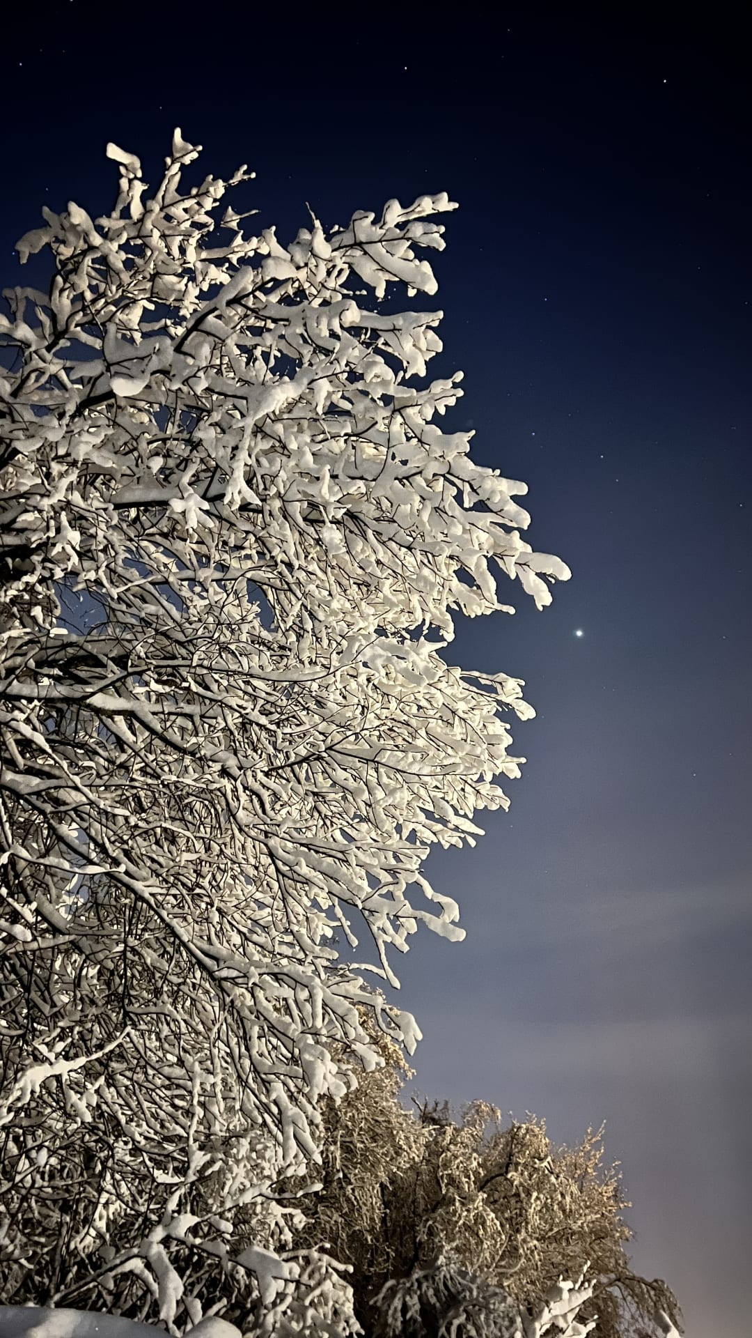 Kauniita lumisia puita pakkasiltana