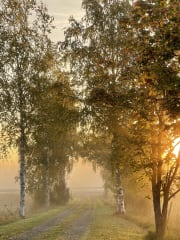 Sumuinen lehtipuukuja