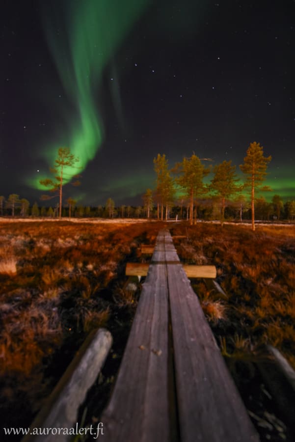 Auroras and long trees in the swamp