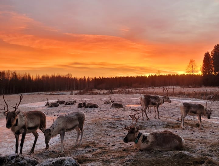 At sunset on the reindeer farm.
