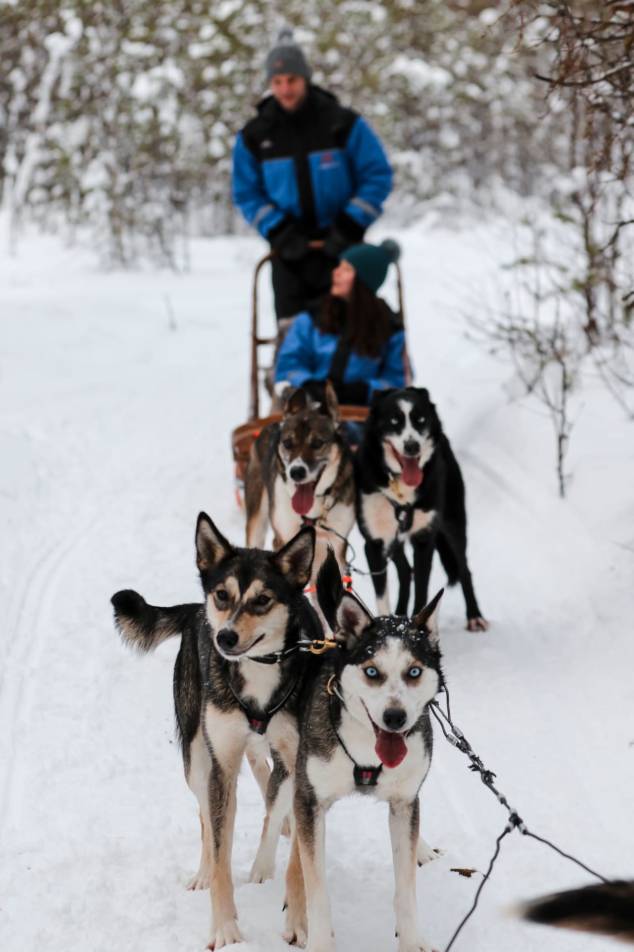 Husky