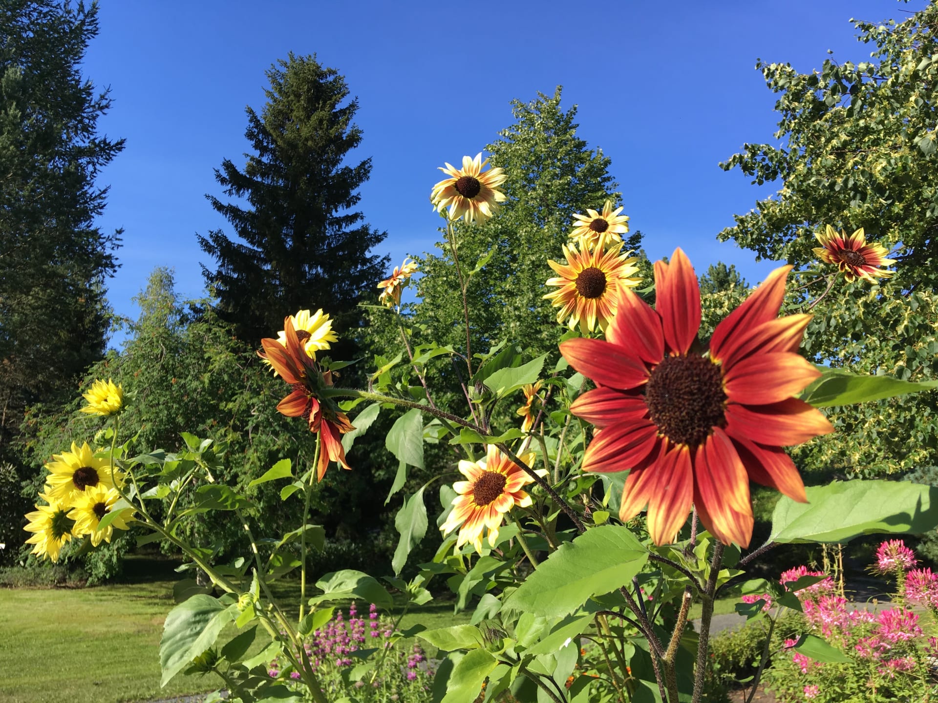 Ornamental garden.