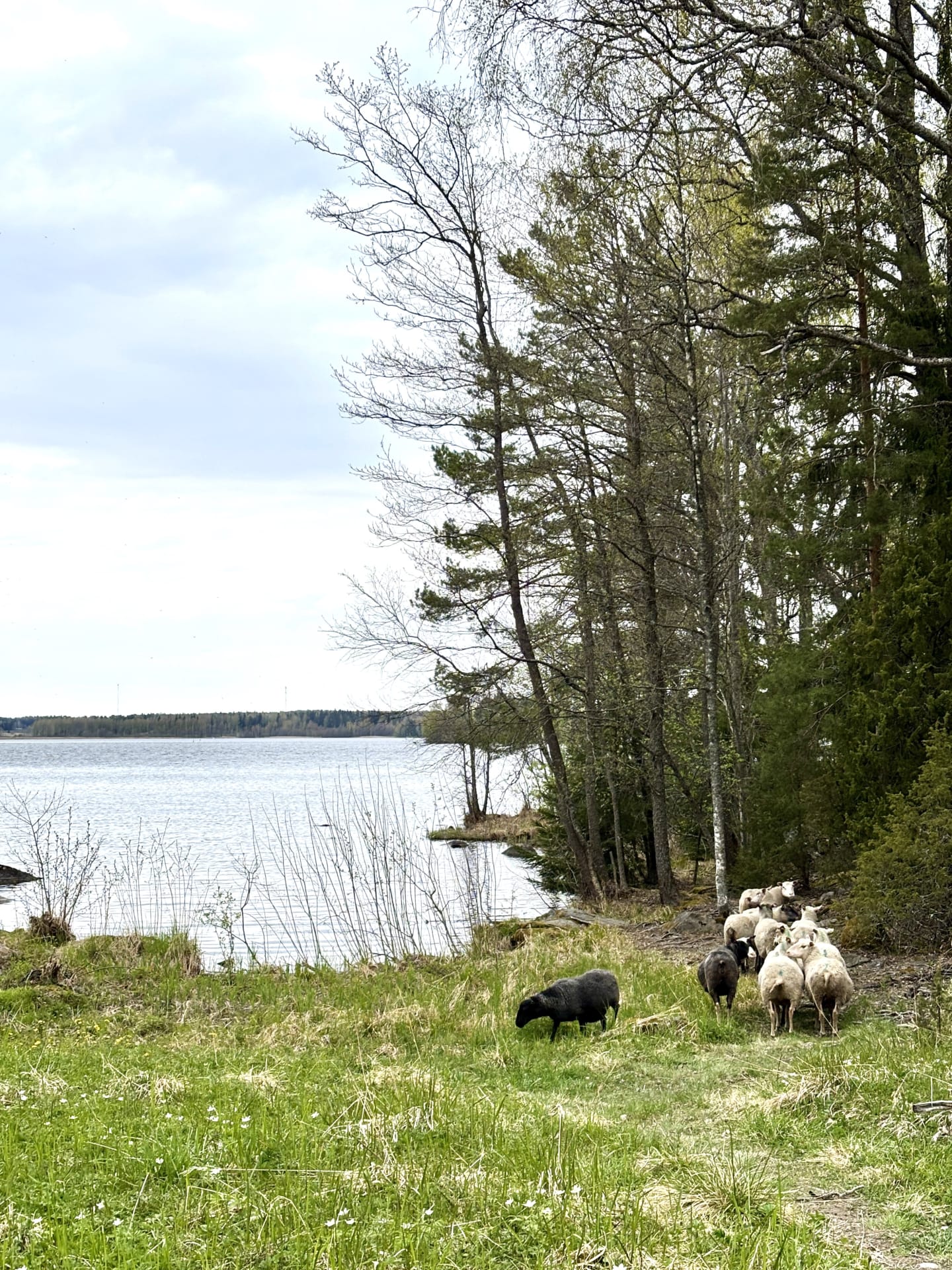 Vehmaanniemi lampaat