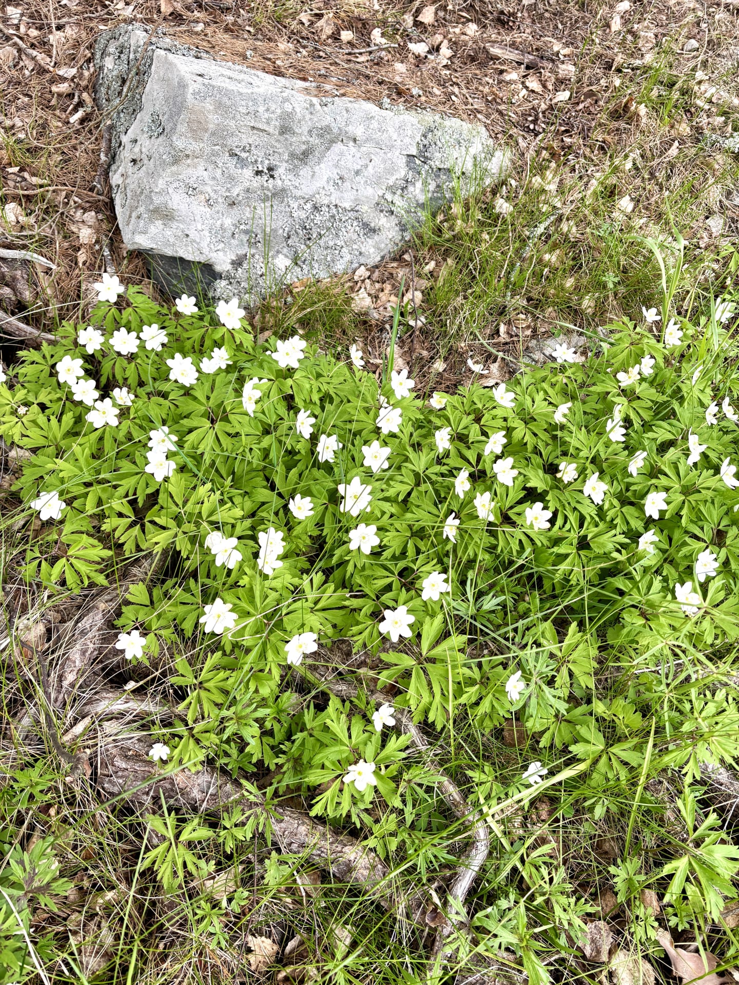 Vehmaanniemi kukkia