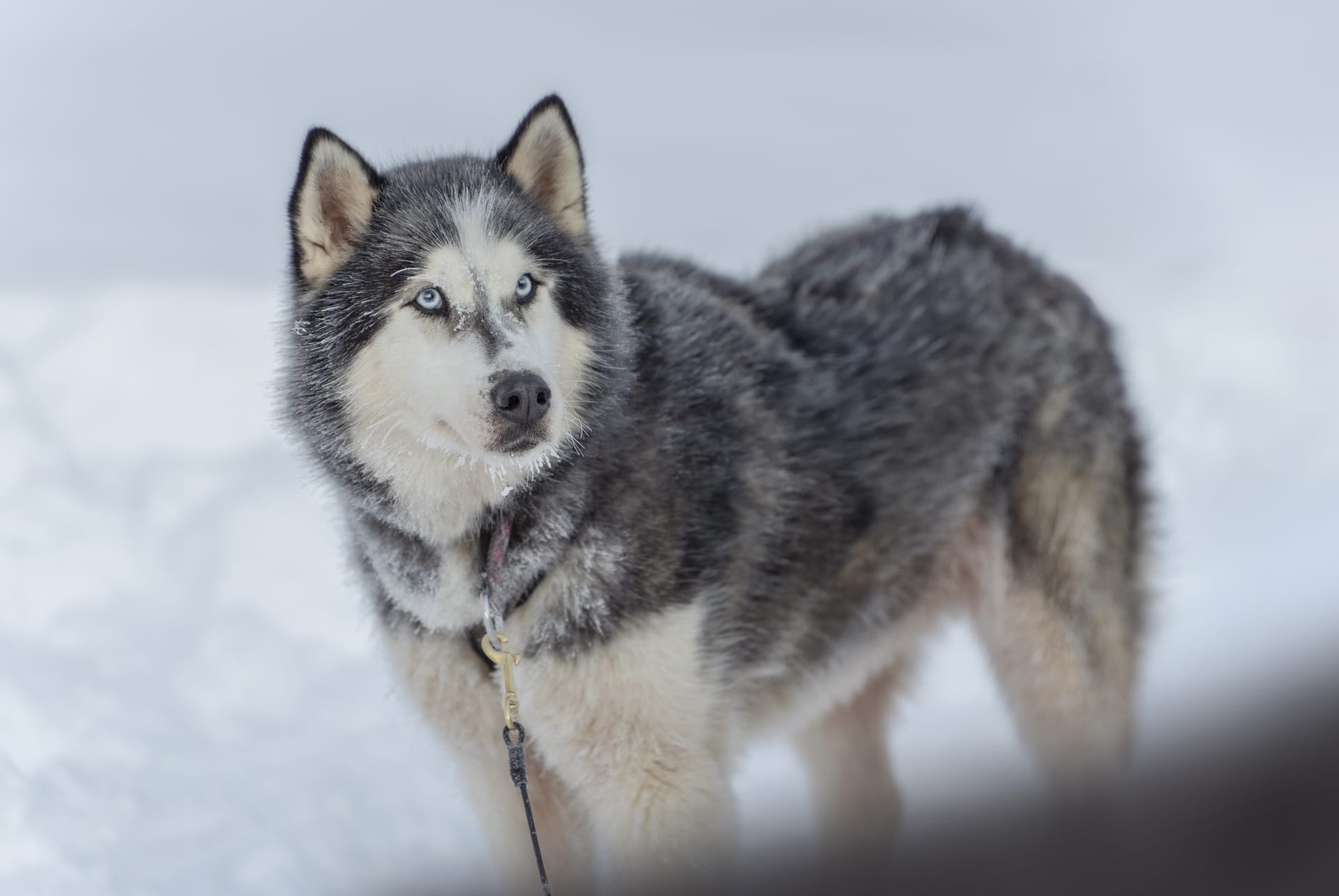 Husky