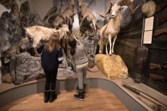 The Hunting Museum is a great place to get to know to a wide selection of different animals.