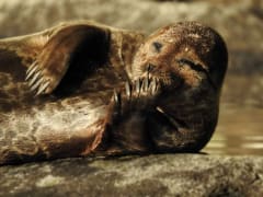 Norpparisteily Pihlajaveden saaristoon Juha "Norppa" Taskisen, Elina Enhon tai Meeri Koivuniemen opastamana