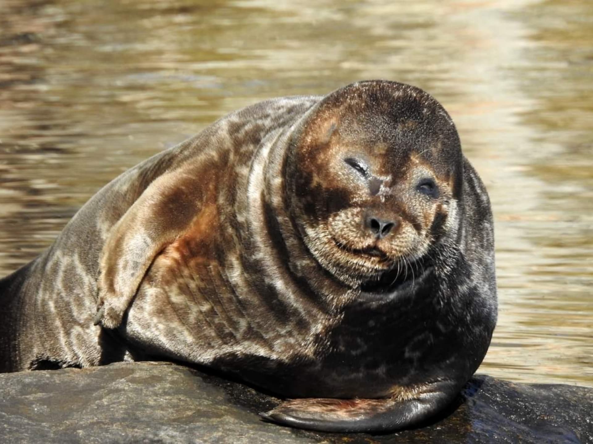 Ringed seal (Pusa hispida), White Sea, Kareliya, Karelia, north Russia,  Arctic Stock Photo - Alamy