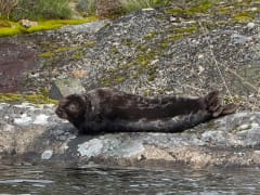 saimaa-ringed-seal-cruise-savonlinna-risteilyt